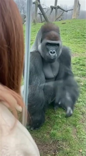 He Blew a Kiss 😘... And Got BONKED! 🏏😵 (Horny Jail) #shorts #funny #bonk #gorilla #meme