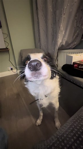 #dogs #bordercollie #talkingdog #fyp