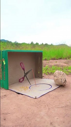 Effective Quail Bird Trap: Simple and Humane Method to Catch Quail
