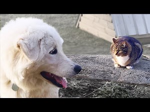 My Old Barn Cat Hates My Guard Dog