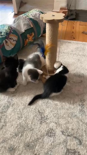 Some glorious kitten fun to brighten your day 🌞 #bright #kitten #foster #cat #rescue #playtime | Ginger Ninja Rescue