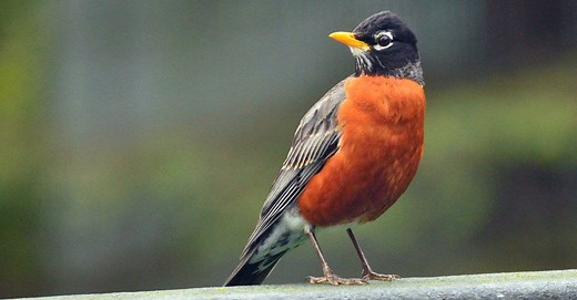 5 Birds That Look Like Robins (and How to Tell the Difference)