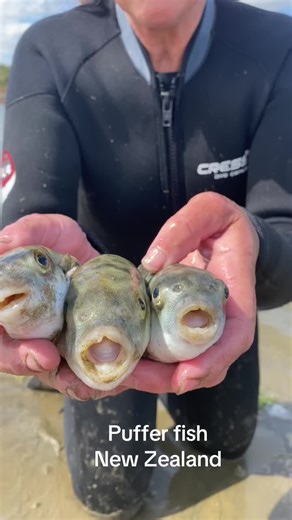 Discovering Puffer Fish in New Zealand Waters