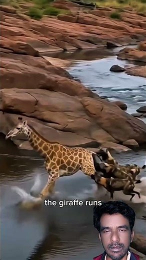 Giraffe Tricks Wild Dogs Into Crocodile Ambush! 😱
