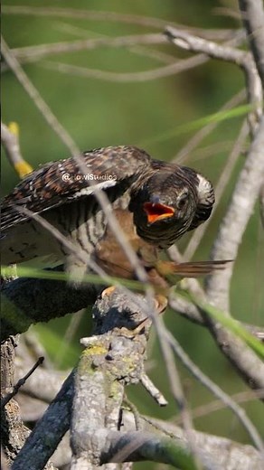 Common cuckoo chick and Warbler