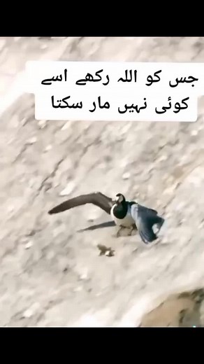 Goose Landing on Rocky Cliffs: A Nature Observation