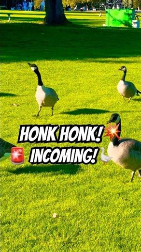 HONK HONK! INCOMING! 🚨🪿 突然のガチョウ襲来！