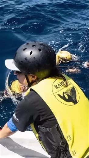 1er Rescate de la Temporada Ballena de Bryde LIBERADA!!