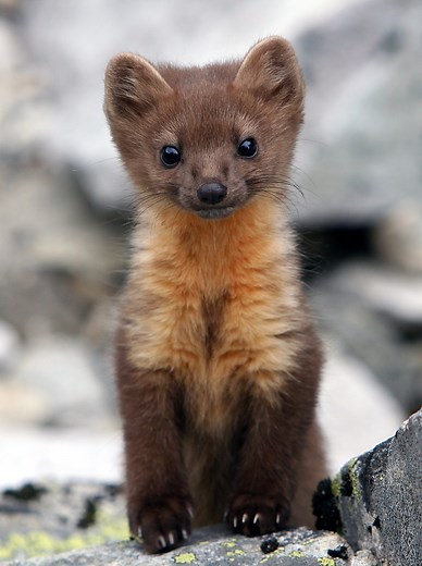 Coastal (Humboldt) Marten - Oregon Wild