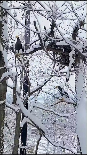 Cincinnati Zoo animals frolic in winter wonderland