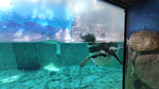 4K views · 31 reactions | Zoo Boise is encouraging youth in the community to unleash their potential with ZooTeens! The goal of the program is to develop life skills and make all kinds of furry and winged friends. #news #zooboise #butterflies | CBS 2 Boise | Facebook