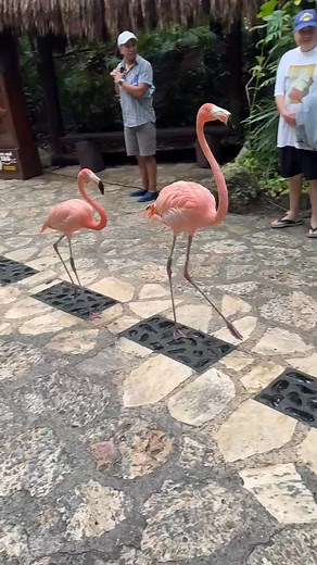 They have a march of the flamingos right through the middle of the park | David L. Clemens