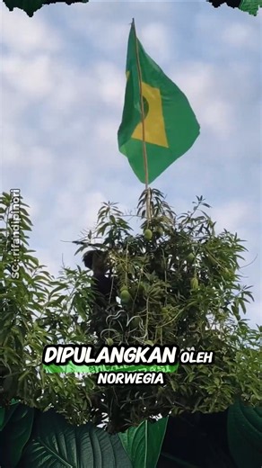 ada yang lebih penting dari memetik mangga #shorts #buah #mangga #brazil