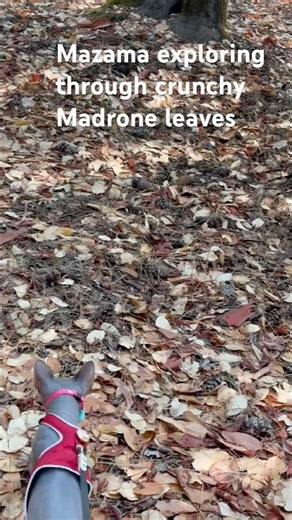 Mazama explores a Madrone forest in Southern Oregon’s Applegate Valley #adventuresome_cats