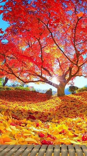 အဲတ္ေဂယ္ บน TikTok