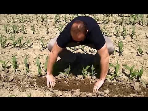 Goutte à goutte maïs - Drip irrigation on corn