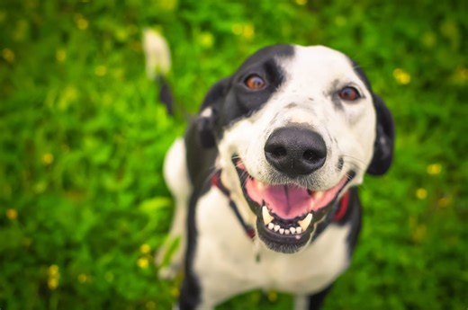 Inspiring Animated Short of a Dog’s Joyful Journey Made in 48 Hours [VIDEO]