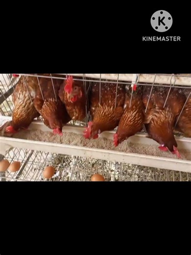 trop de maïs Chez Les Pondeuses #agriculture #conseils #santéanimale #farming #info #élevage