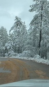 Arizona high country Javelinas! This squadron of Javelinas were using the road to navigate because the snow was almost too deep for their stubby legs. Javelina are not wild Pigs/Hogs, even though they look similar to many. Javelinas belong to the peccary family, while Pigs/Hogs belong to the Suidae family. Javelinas are native to the Americas, and Pigs are not. If you’re on Instagram I’d appreciate you giving my page a follow there as well as on Facebook! https://www.instagram.com/jeremyjohnsonp