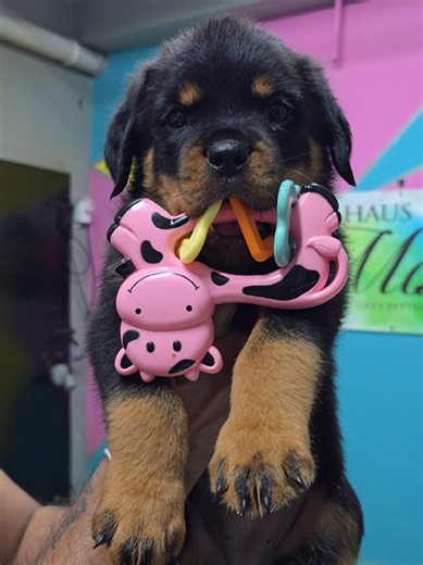 The Cutest Rottweiler Pups You Must See