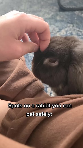 Safe Spots to Pet Your Rabbit and Where to Avoid