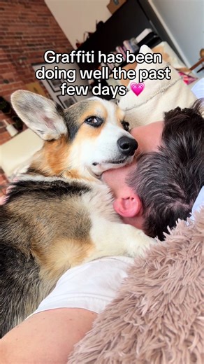 Caring for a Corgi with Splenic Hemangiosarcoma