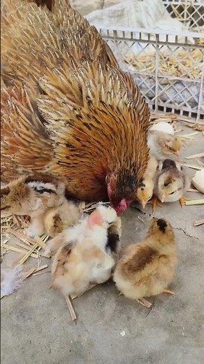 Natural Egg Hatching 🐥 Chicken Hatch Day 21 #shorts