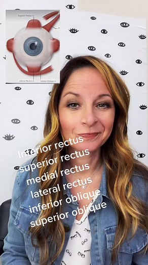 Eye Muscles: Understanding How They Help Move the Eye