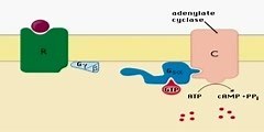 What is intracellular signaling