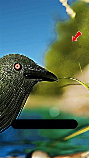 ¿Sabías que este pájaro se traga piedras afiladas para triturar huesos en el estómago? 😳🐦 #curiosidades #datoscuriosos #funfacts #interestingfacts