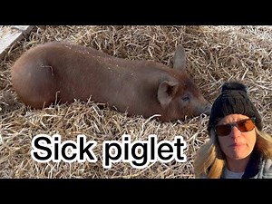 Cold Weather vs Warm Care Which is Better for a Sick Piglet?