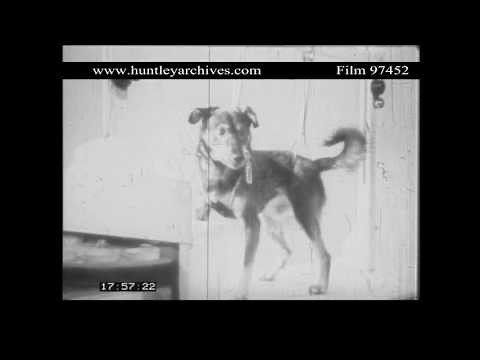 Ivan Pavlov's dogs in the U.S.S.R. 1930's. Archive film 97452