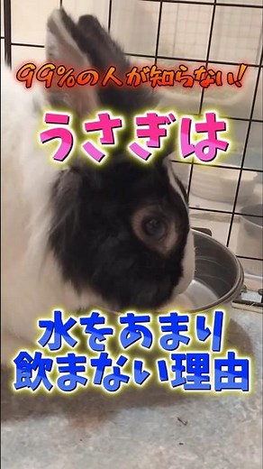 99％の人が知らない❗うさぎは水をあまり飲まない理由 #shorts #うさぎ #bunny #雑学 #うさぎ多頭飼い