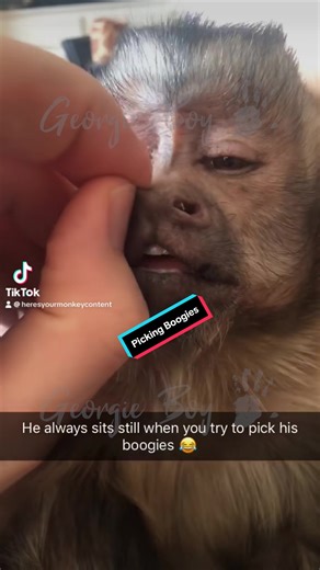 Georgie Boy the Monkey on TikTok