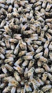 Buckfast (Sahariensis)