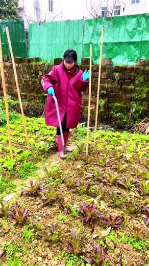 Agricultural bamboo pole spreader#Support Plan for the Flow of Agriculture rural areas and