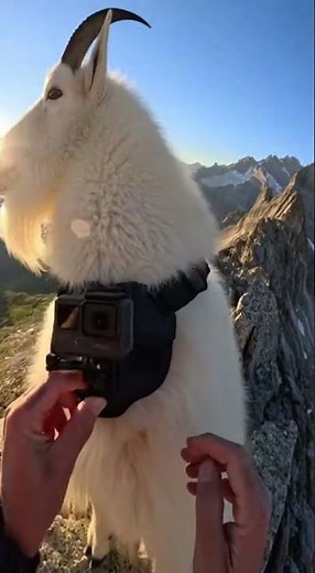 Ride a Mountain Goat! Fun Facts for Kids 🐐👧 | Amazing Animal Adventure"