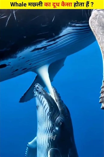What is whale fish milk like ?🔥 #shorts
