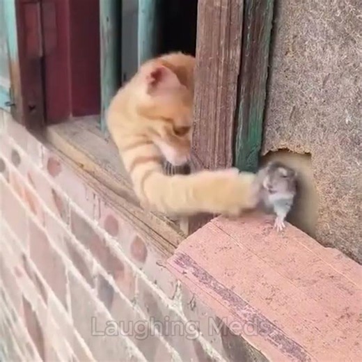Cat vs Computer mouse vs Real mouse