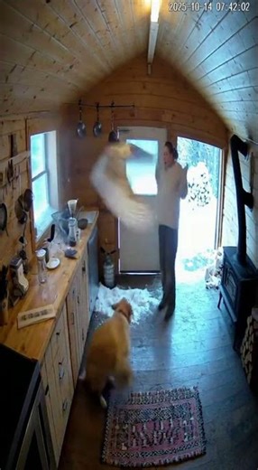 Snow Owl Smashes Into Cabin Kitchen – You Have to See This! ❄️☕