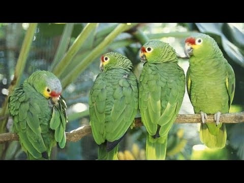 Ringneck Parrot Videos Compilation ! parrot talking in hindi ! parrot nature video ! #TalkingParrot