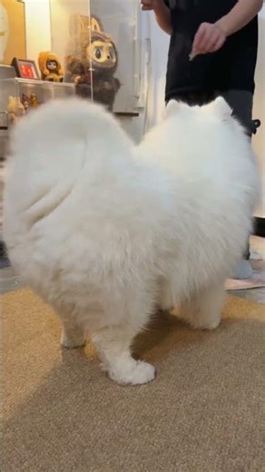 Chubby Tailcutie: The Heartwarming Samoyed Adventure