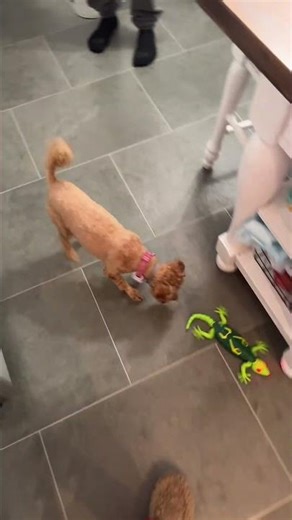 Wall climbing RC gecko #tiktokshopcreatorpicks #holidaygiftideas #rctoys