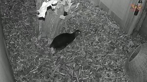 The size of a matchbox, a rare mouse deer is born on camera in Poland