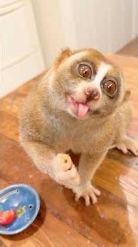 ミニトマトを食べるデリバー🐵🍅