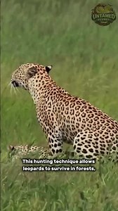 Leopard Ambush Hunting | Silent Predator of the Wil