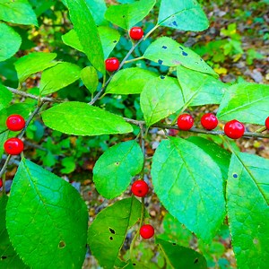 Spicebush -  Forage 4 Life