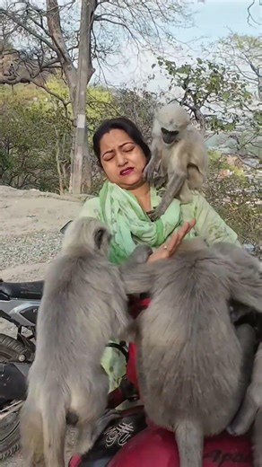 These cute little friends are full of mischief and fun! 🐒❤️ Their naughty actions #shorts