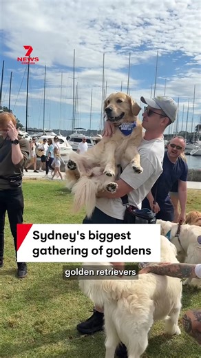 1.6M views · 8.9K reactions | Sydney's biggest gathering of golden retrievers is held in Rushcutters Bay Park. If you have a story to share about the best of our city, send us an email: BrightSideSydney@seven.com.au #brightside #goldenretriever #dog #rushcuttersbay #sydney | 7NEWS Sydney | Facebook