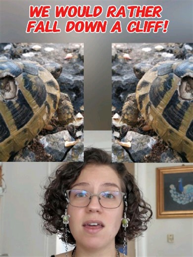 The Risk of Demographic Collapse in Hermann's Tortoises